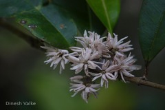 Chionanthus mala-elengi subsp. linocieroides